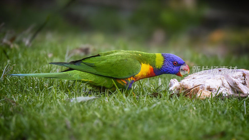 饥饿彩虹鹦鹉(Trichoglossus moluccanus)